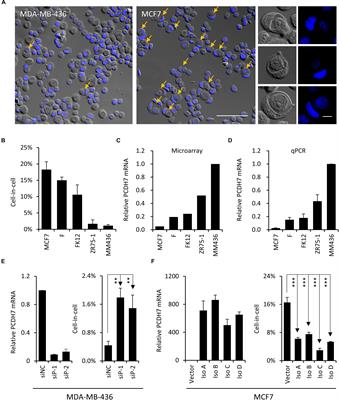 PCDH7 Inhibits the Formation of Homotypic Cell-in-Cell Structure